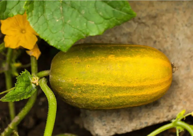 Why Are My Cucumbers Turning Yellow