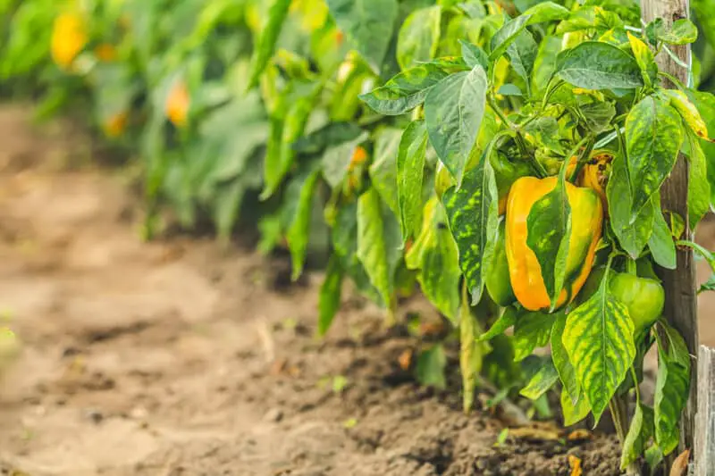 Why Are My Pepper Plants Turning Yellow