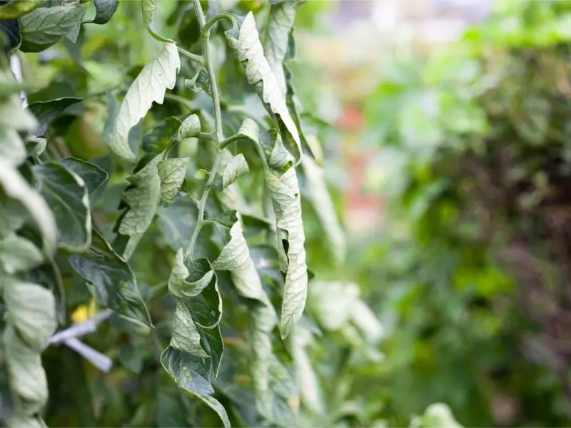 Why Are My Tomato Leaves Curling