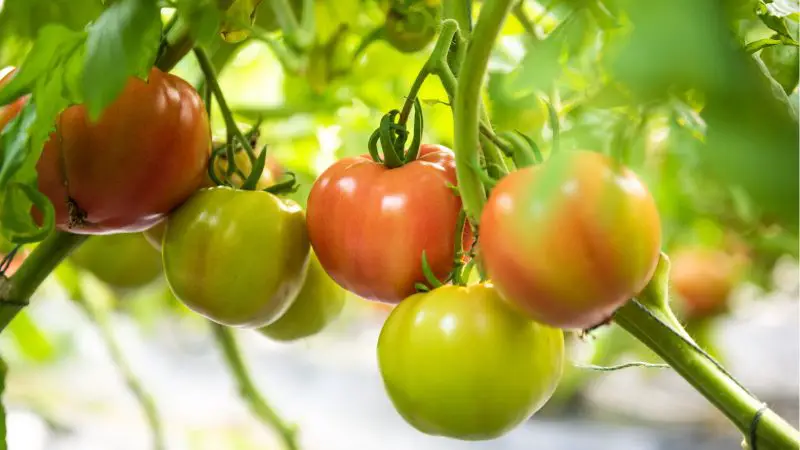 Why Are My Tomatoes Not Turning Red