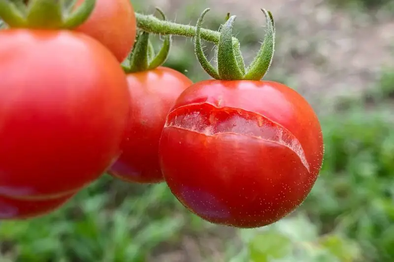 Why Are My Tomatoes Splitting