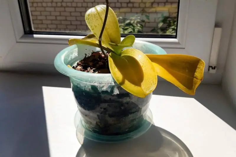Why Do Orchid Leaves Turn Yellow