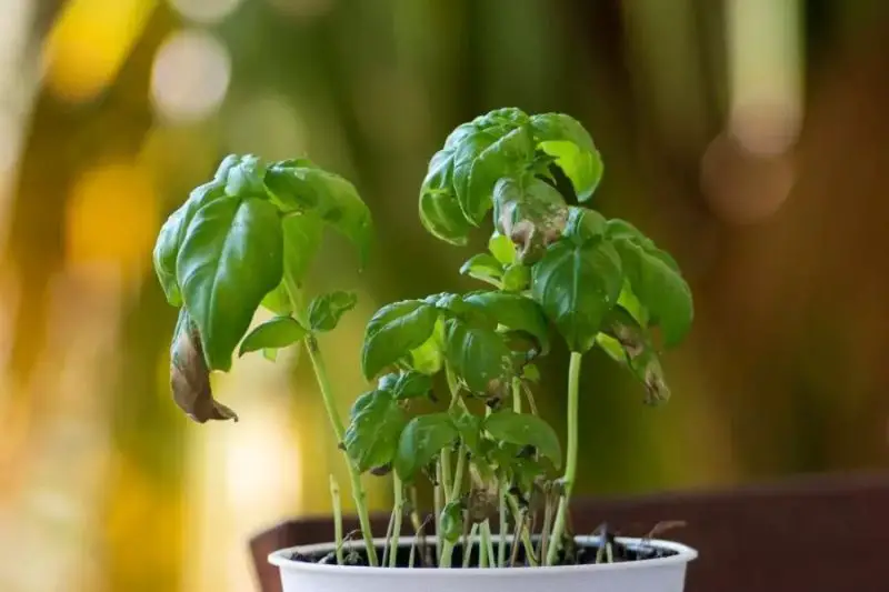 Why Is My Basil Plant Wilting