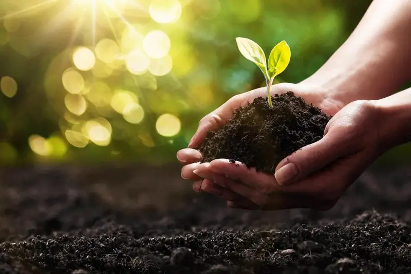 Why Is Organic Matter Important in Soil