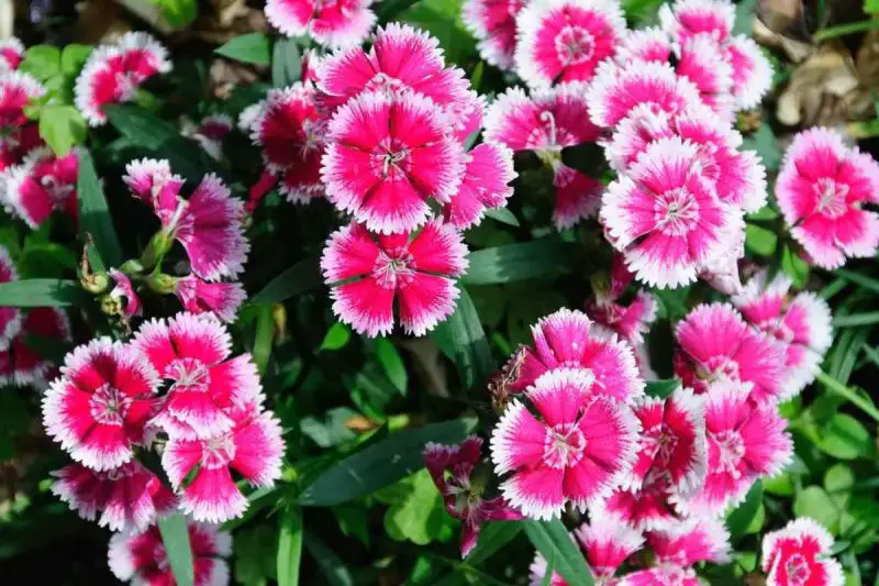 Will Deer Eat Dianthus