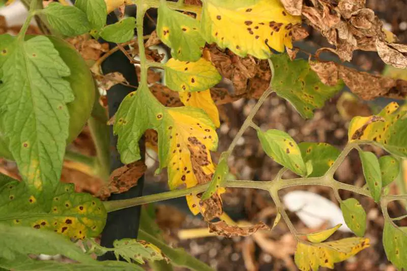Yellow Leaves on Tomato Plants