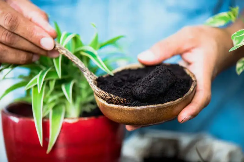 are coffee grounds good for plants