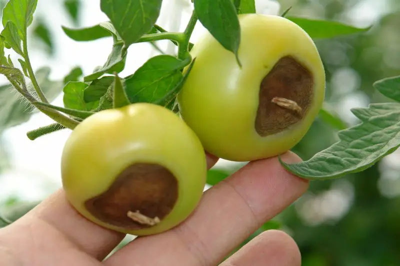 Why Are My Tomatoes Rotting on the Bottom