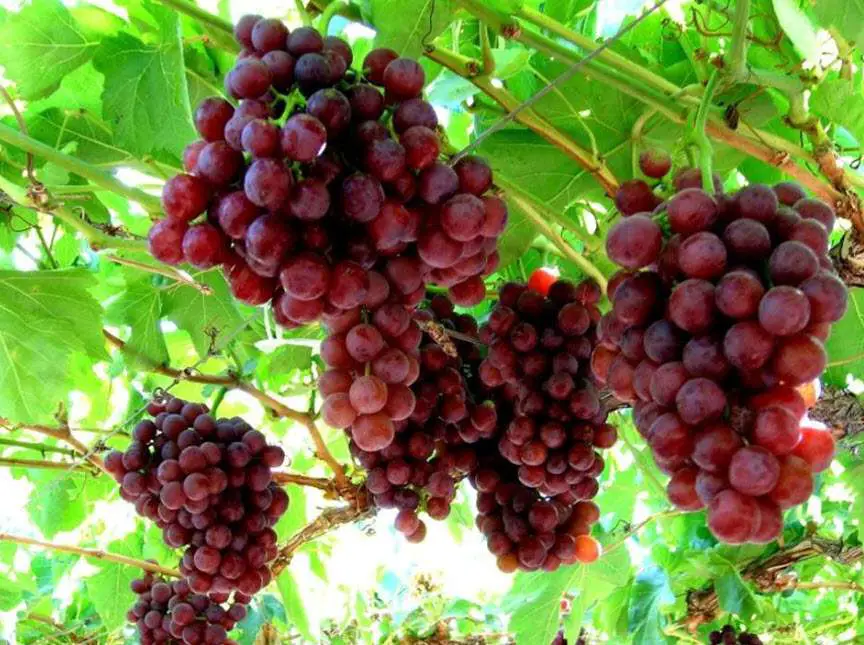 Flame Seedless Grapes Growing