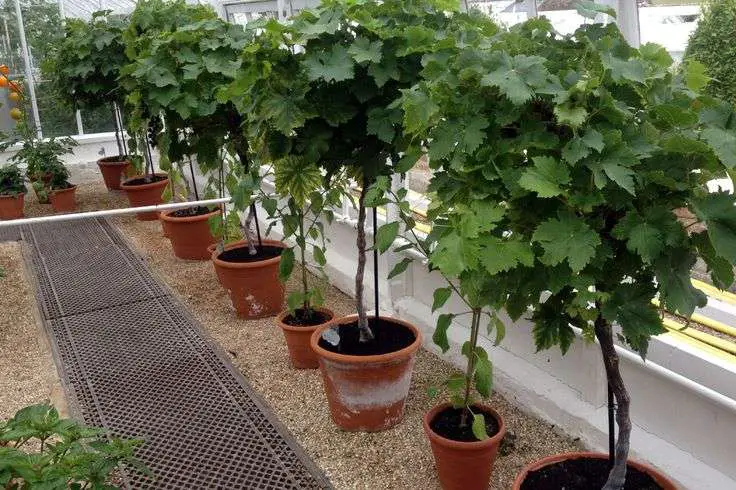 Flame Seedless Grapes Growing