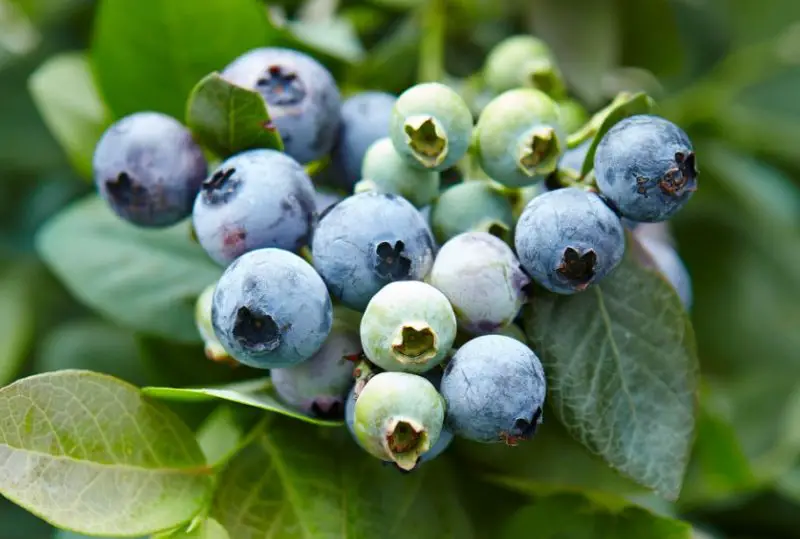 Acidic Soil for Blueberries