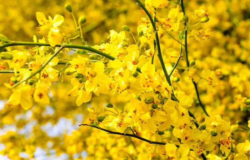 Trees in Florida with Yellow Flowers