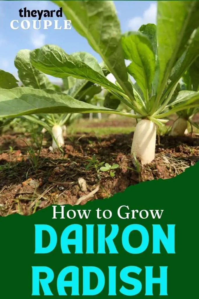 Daikon Radish Microgreens