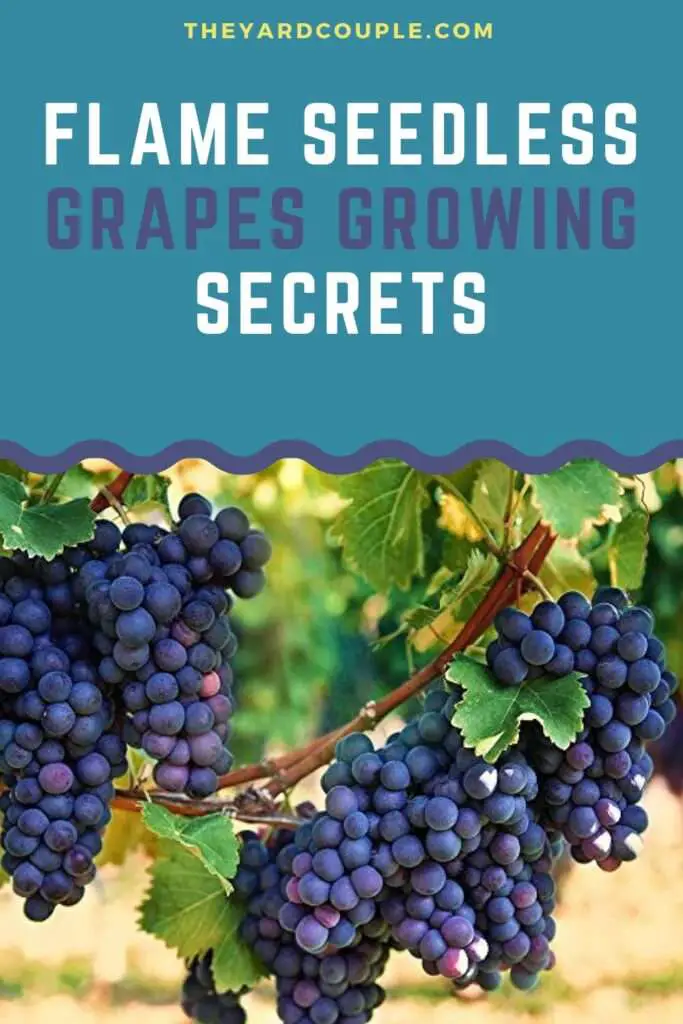 Flame Seedless Grapes Growing