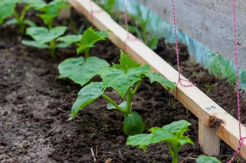 Cucumber Plant Spacing