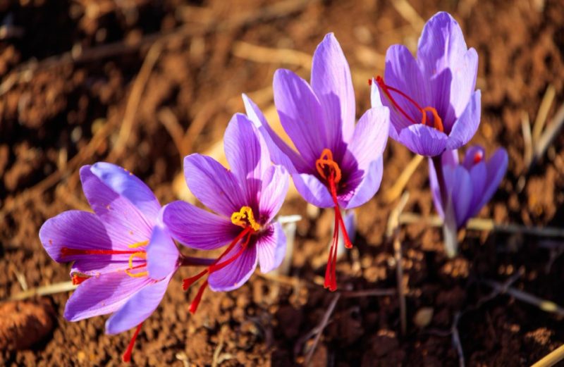 Cultivation of Saffron