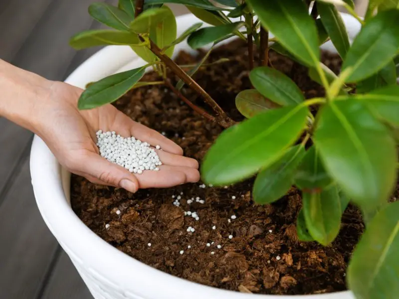 Fertiliser for Rhododendrons