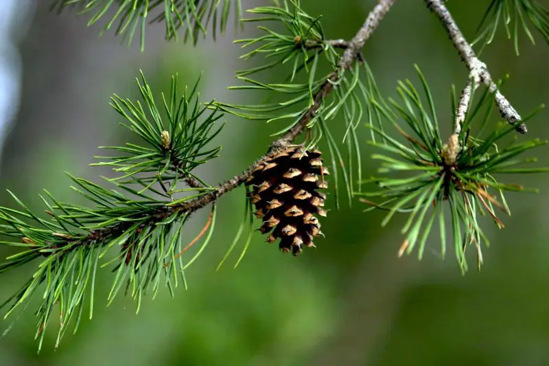 Fertilizer for Pine Tree