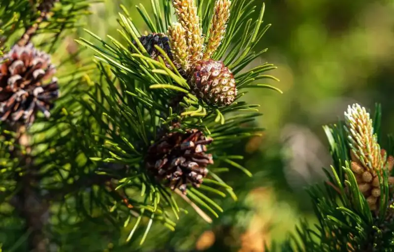 Fertilizer for Pine Tree