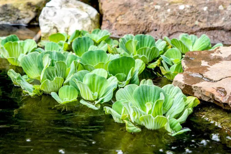 Yard Pond Ideas