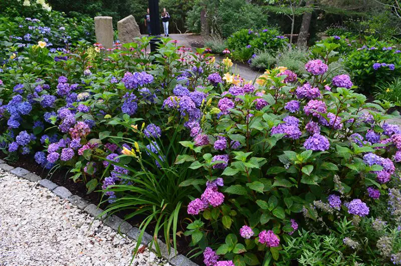 Florida Hydrangeas