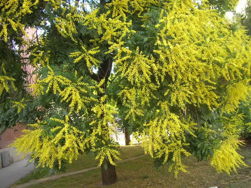 Trees in Florida with Yellow Flowers