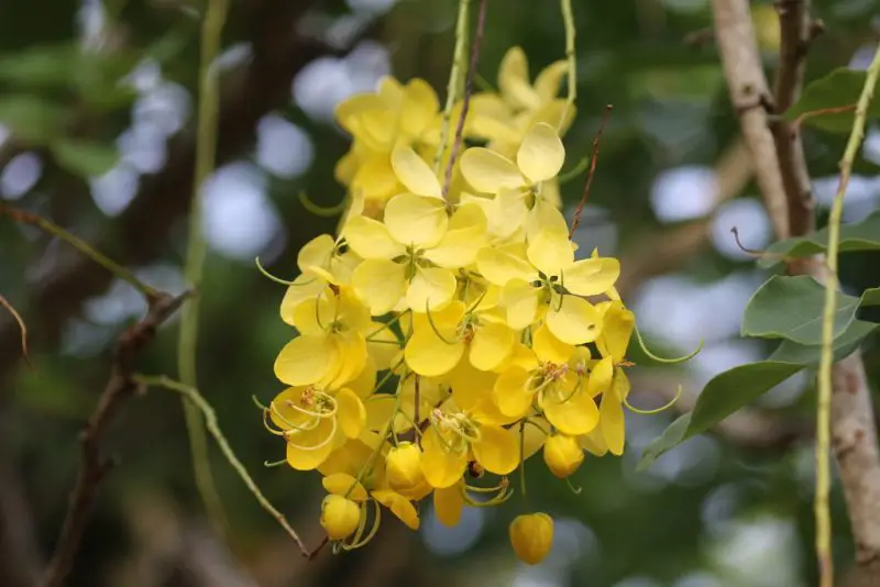Trees in Florida with Yellow Flowers