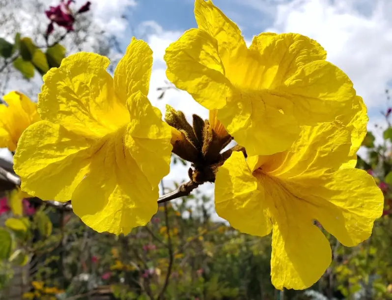 Trees in Florida with Yellow Flowers