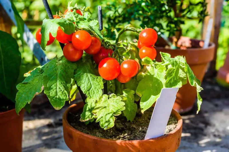 Grow Tomato in a Pot