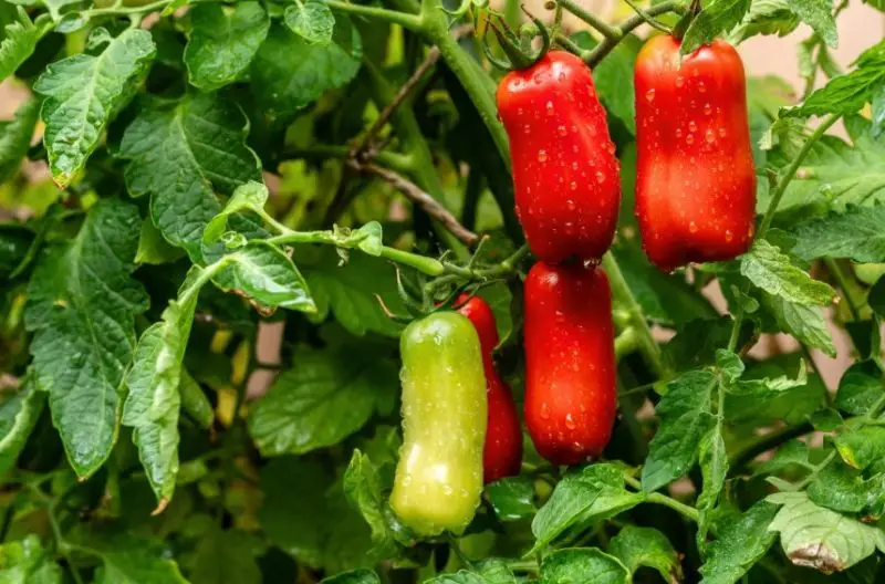 Growing San Marzano Tomatoes