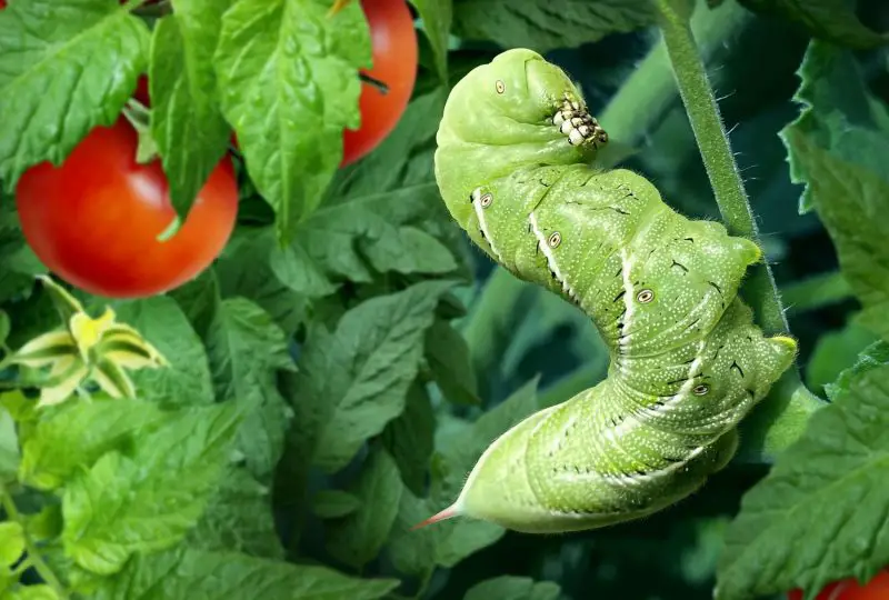 Hornworms on Tomato Plants