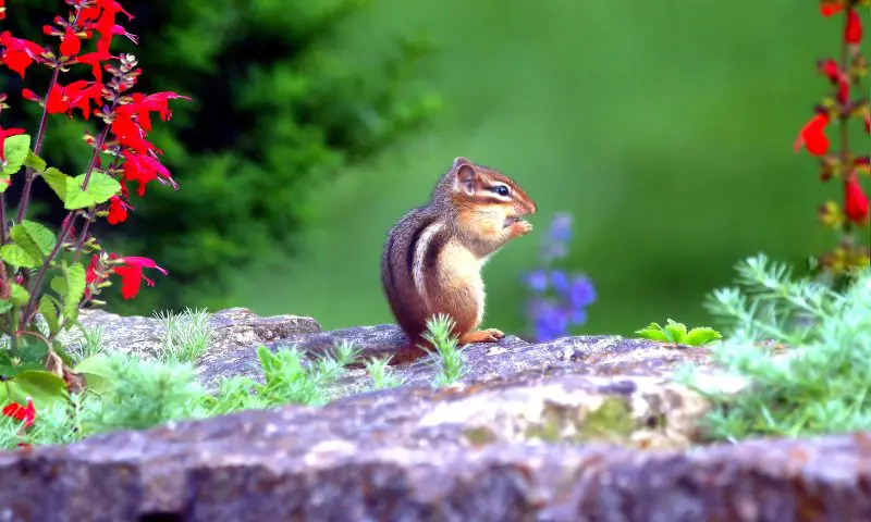 How Do I Get Rid of Chipmunks in My Yard