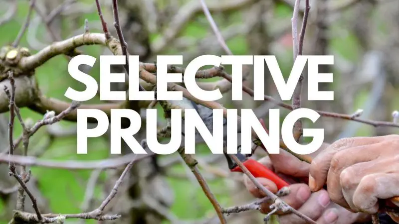 How Do You Prune a Weeping Cherry Tree