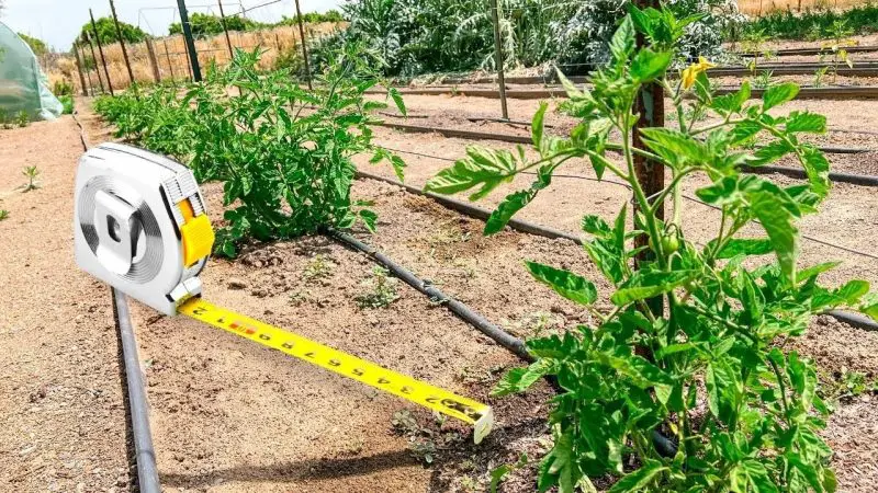 How Far Apart to Plant Tomatoes