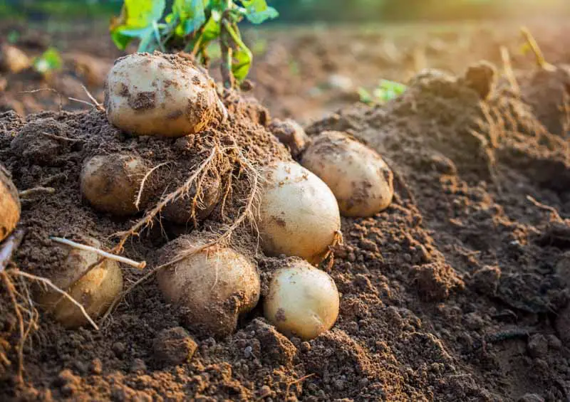 How Long Do Potatoes Take to Grow