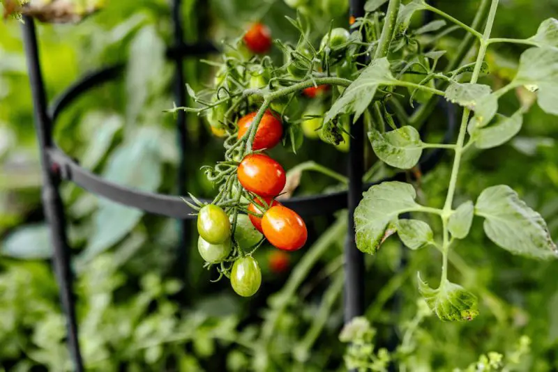 How Often to Fertilize Tomatoes