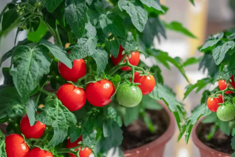 How to Grow Tomatoes in Containers