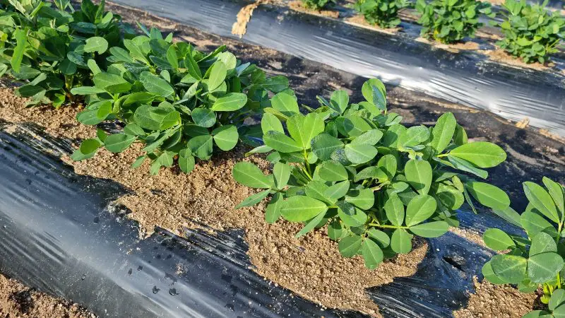 How to Plant Peanut Plants