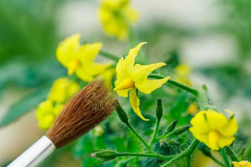 How to Pollinate Tomatoes