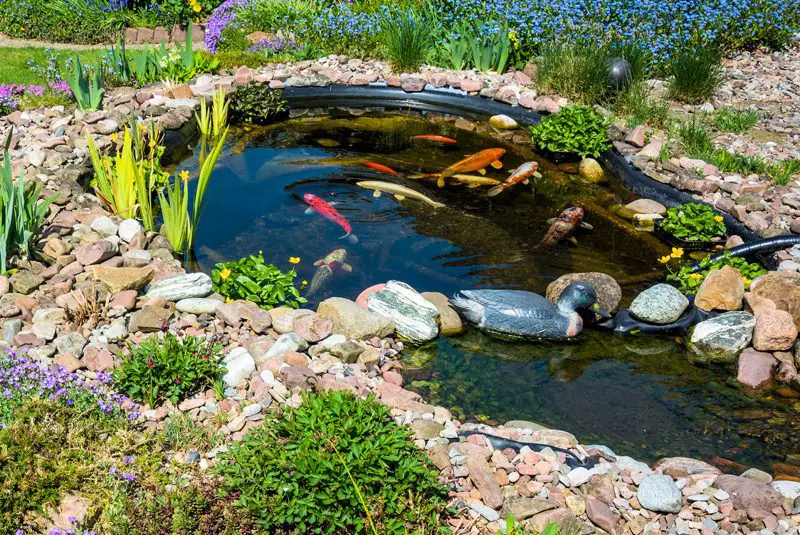 Yard Pond Ideas