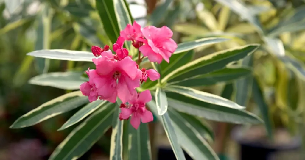 pink bushes flowering shrubs