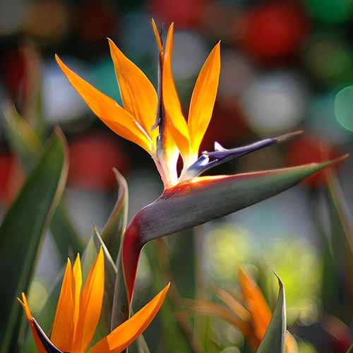 Tropical plants