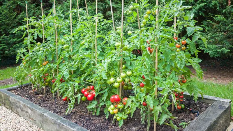 Planting Tomatoes in Raised Beds