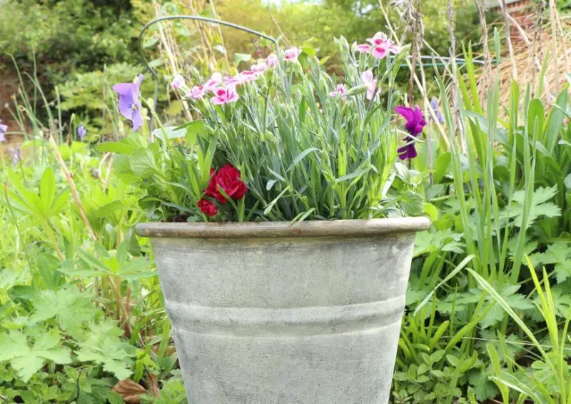 Backyard Planter Ideas