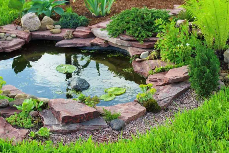 Yard Pond Ideas
