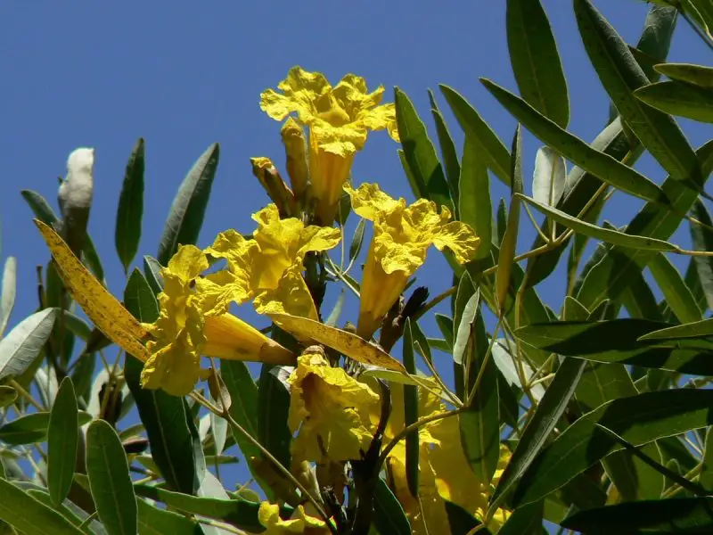 Trees in Florida with Yellow Flowers