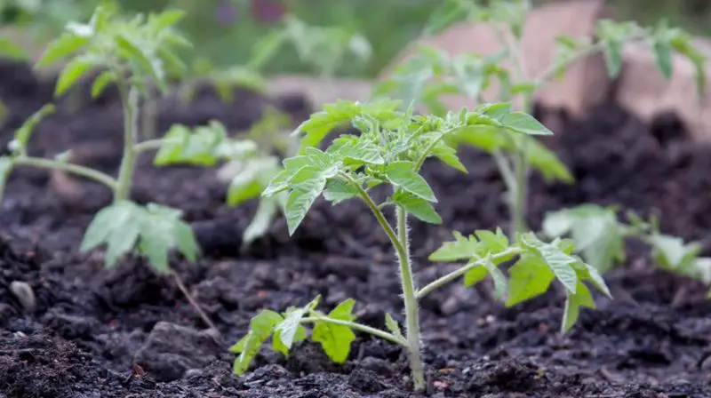 Transplanting Tomato Plants