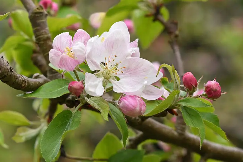When Does Apple Tree Blossom