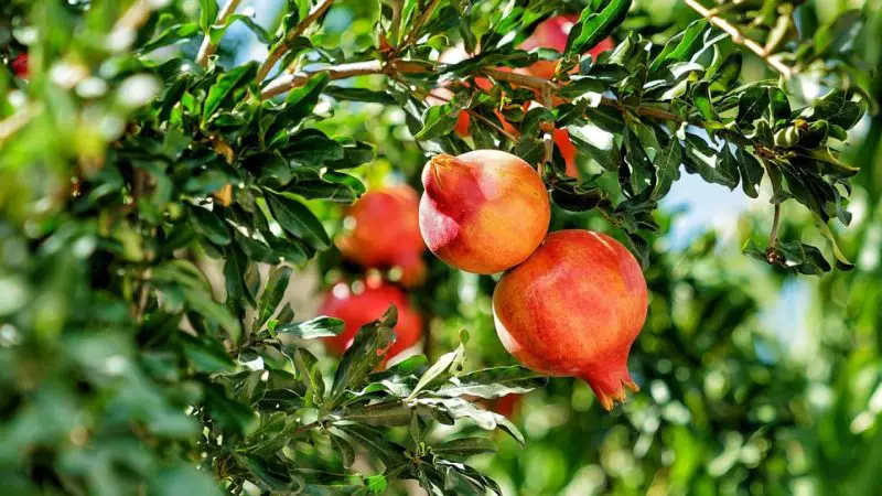 When Pomegranates Are in Season