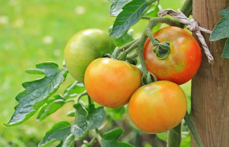 When Should I Pick My Tomatoes